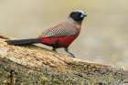 Black-faced waxbill pauses before quenching its thirst in southern Africa Art Print